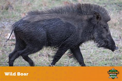How long does boar - The Wild Boar does not reach adult coloration until the animal is about a year old. Diet and Prey The Wild Boar is an omnivorous animal, and 90% of its diet is young leaves, berries, grasses, and fruits, It also unearths roots and bulbs with its hard snout.
